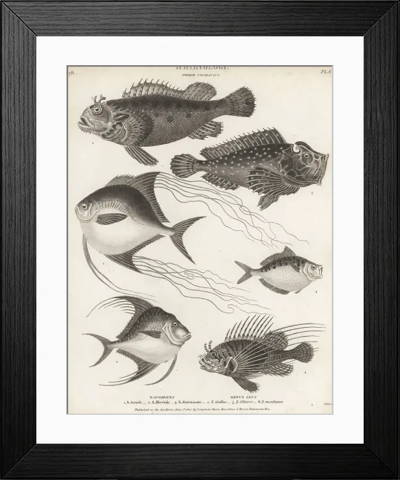 Framed Print : Scorpionfish, lionfish, pompano, etc Framed Print : Scorpionfish, lionfish, pompano, etc