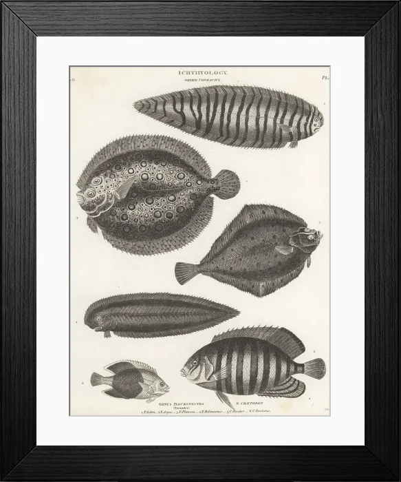 Framed Print : Sole, plate fish, plaice, tongue fish, angelfish, etc Framed Print : Sole, plate fish, plaice, tongue fish, angelfish, etc