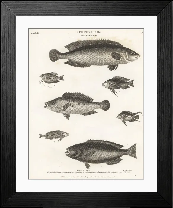 Framed Print : Species of wrasse, gourami, leaffish, etc Framed Print : Species of wrasse, gourami, leaffish, etc