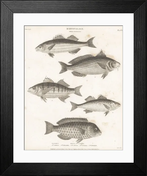 Framed Print : Parrotfish, seabass and shi drum species Framed Print : Parrotfish, seabass and shi drum species