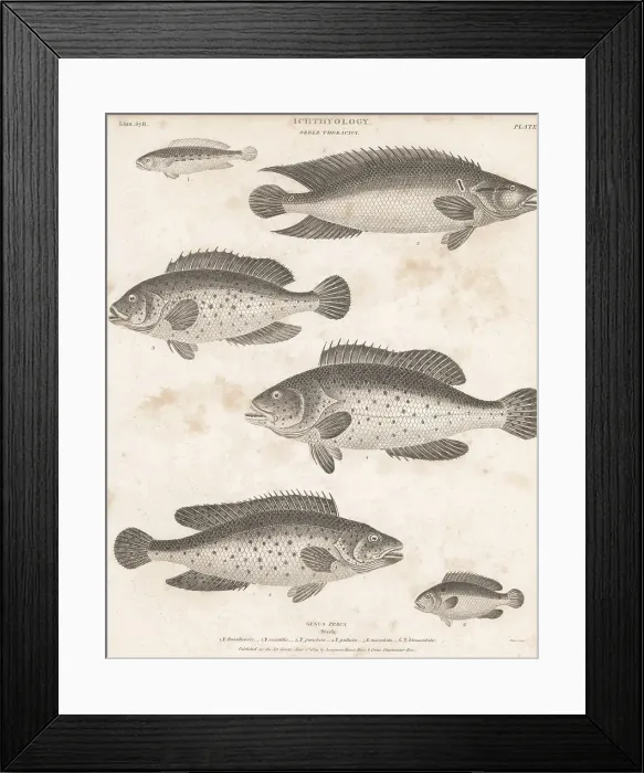 Framed Print : Species of bass, hind, perch, etc Framed Print : Species of bass, hind, perch, etc