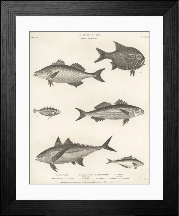 Framed Print : Species of snook, bass, stickleback, scad, etc Framed Print : Species of snook, bass, stickleback, scad, etc