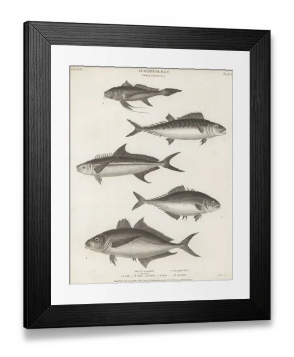 Framed Print : Species of bonito, cobia, leatherjacket and croaker Framed Print : Species of bonito, cobia, leatherjacket and croaker