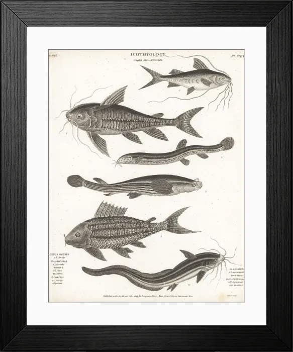 Framed Print : Species of catfish, weatherfish and four-eyes Framed Print : Species of catfish, weatherfish and four-eyes