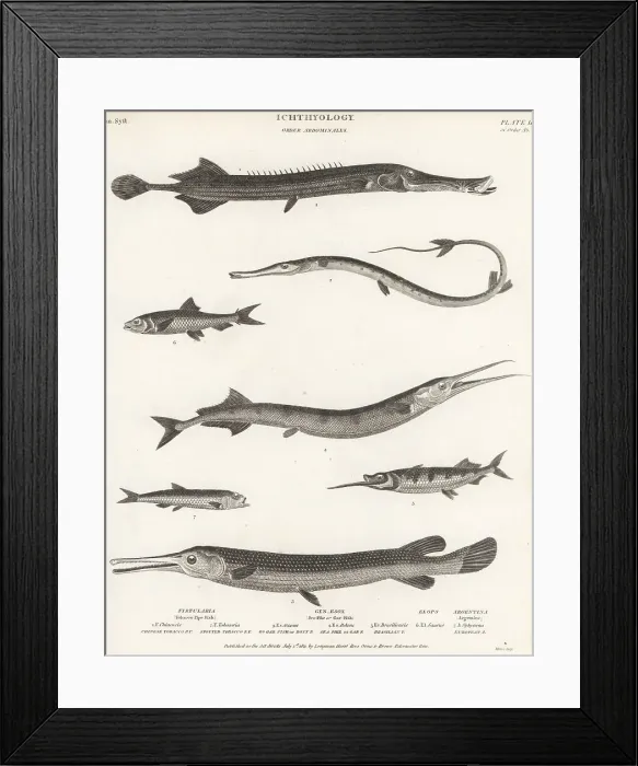 Framed Print : Species of trumpetfish, garfish, ballyhoo, etc Framed Print : Species of trumpetfish, garfish, ballyhoo, etc