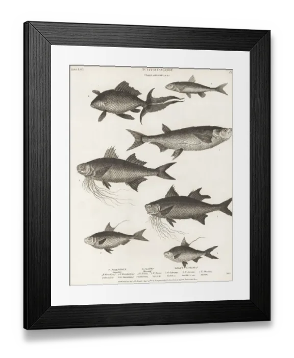 Framed Print : Species of threadfin, gizzard shad, goldfish, etc Framed Print : Species of threadfin, gizzard shad, goldfish, etc