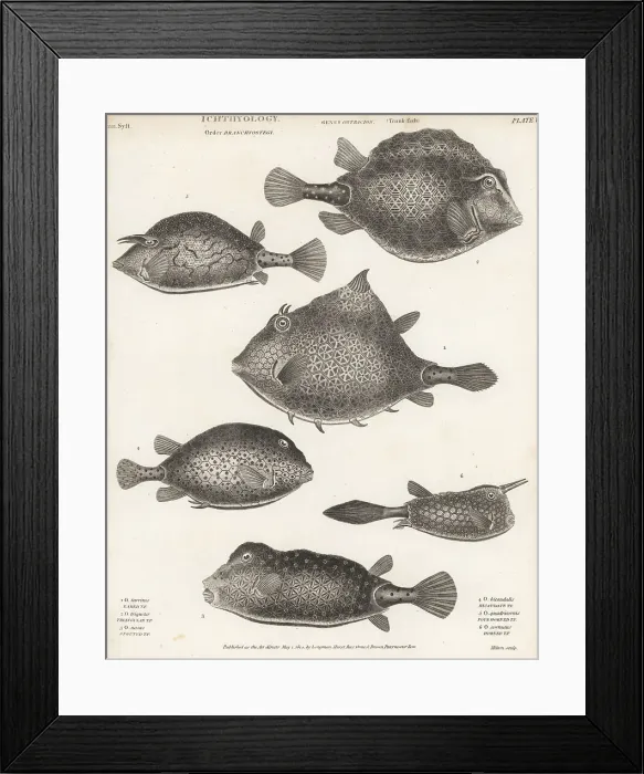 Framed Print : Trunkfish, cowfish and turretfish Framed Print : Trunkfish, cowfish and turretfish