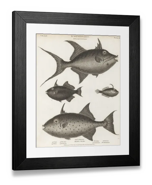 Framed Print : Triggerfish and leatherjacket species Framed Print : Triggerfish and leatherjacket species