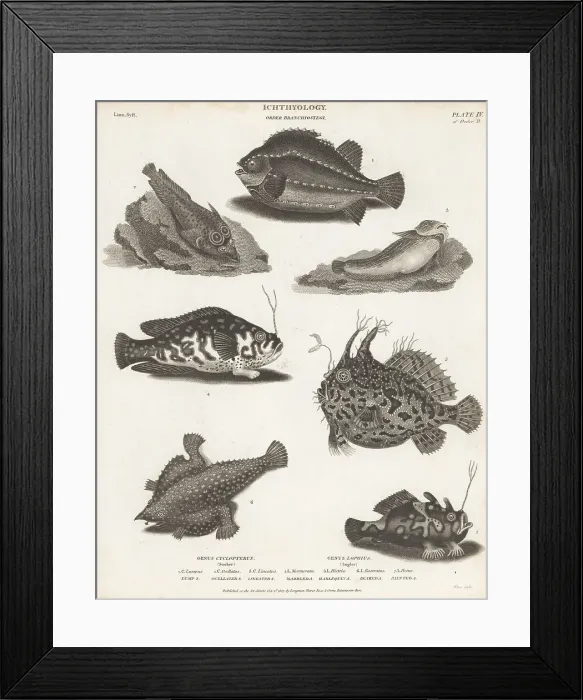 Framed Print : Lumpfish, angler fish and frogfish species Framed Print : Lumpfish, angler fish and frogfish species