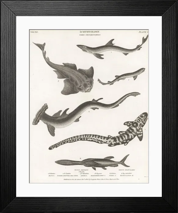 Framed Print : Various species of sharks Framed Print : Various species of sharks