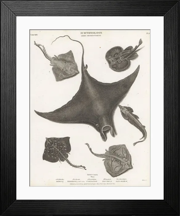 Framed Print : Endangered devil fish, guitar fish and rays Framed Print : Endangered devil fish, guitar fish and rays