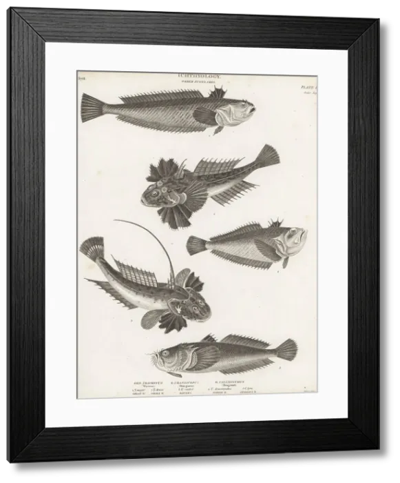 Framed Print : Greater weever, Atlantic stargazer and dragonet fish Framed Print : Greater weever, Atlantic stargazer and dragonet fish