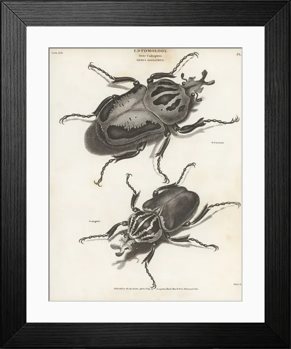 Framed Print : Chief goliath and goliath beetle Framed Print : Chief goliath and goliath beetle