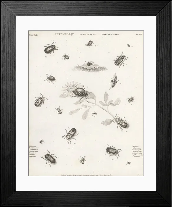 Framed Print : Species of leaf beetles Framed Print : Species of leaf beetles