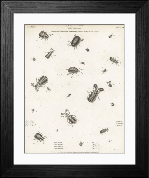 Framed Print : Species of leaf beetles, asparagus beetles, sand beetles, etc Framed Print : Species of leaf beetles, asparagus beetles, sand beetles, etc