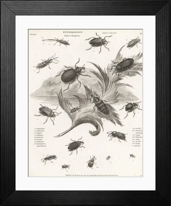 Framed Print : Species of weevils Framed Print : Species of weevils