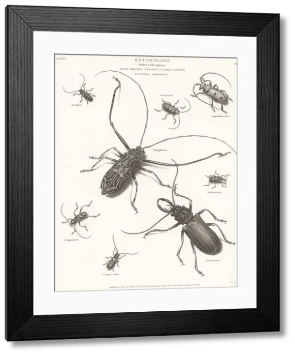 Framed Print : Harlequin beetle, long-horn beetle, etc Framed Print : Harlequin beetle, long-horn beetle, etc