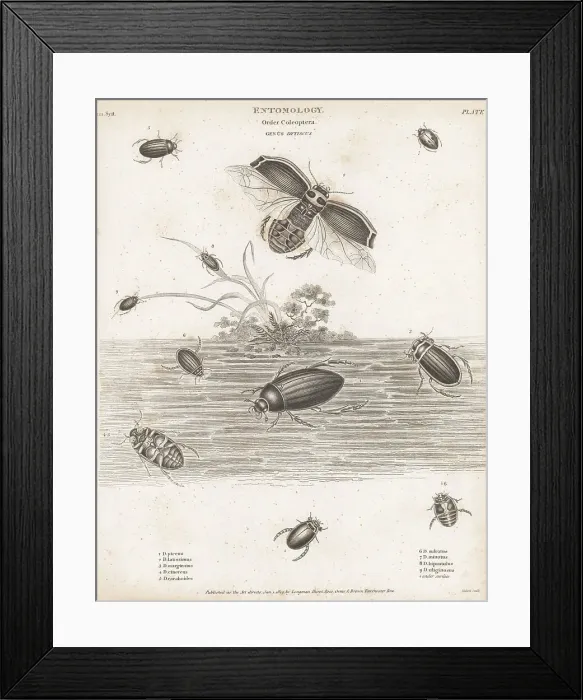 Framed Print : Species of water beetles Framed Print : Species of water beetles