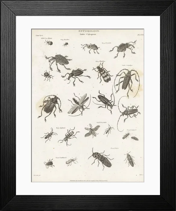 Framed Print : Genera of Coleoptera beetles Framed Print : Genera of Coleoptera beetles
