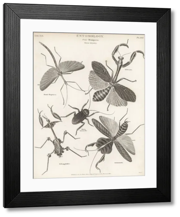 Framed Print : Stick insect, praying mantis, cockroach, violin mantis, etc Framed Print : Stick insect, praying mantis, cockroach, violin mantis, etc