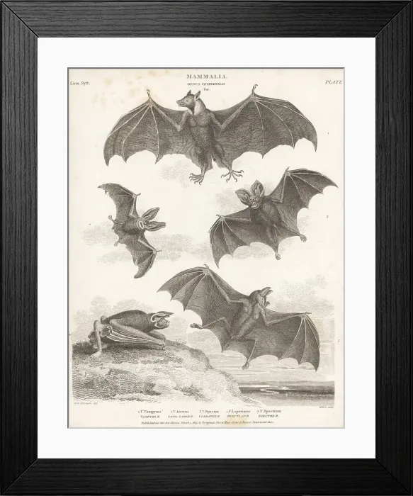 Framed Print : Species of bats and flying fox Framed Print : Species of bats and flying fox