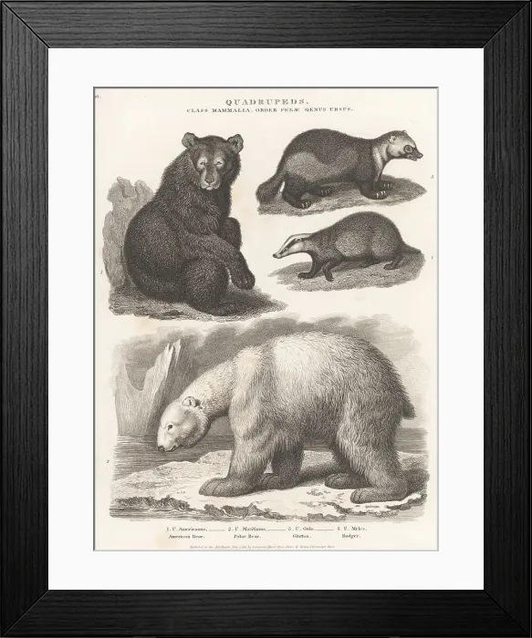 Framed Print : American black bear, polar bear, glutton and badger Framed Print : American black bear, polar bear, glutton and badger