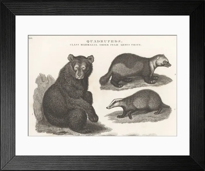 Framed Print : American black bear, glutton and badger Framed Print : American black bear, glutton and badger
