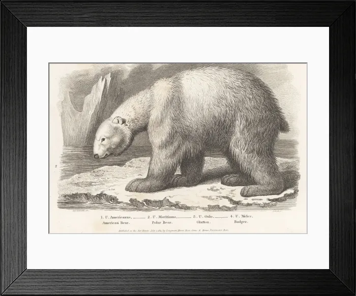 Framed Print : Polar bear, Ursus maritimus, on an ice floe Framed Print : Polar bear, Ursus maritimus, on an ice floe