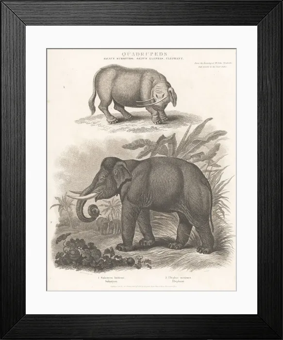 Framed Print : Endangered Indian elephant and mythical creature sukotyro Framed Print : Endangered Indian elephant and mythical creature sukotyro