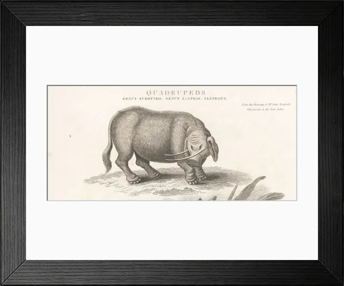 Framed Print : Mythical creature sukotyro, Sukotyro indicus Framed Print : Mythical creature sukotyro, Sukotyro indicus