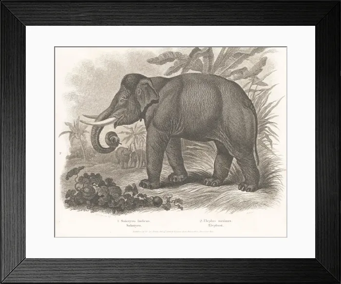 Framed Print : Endangered Indian elephant, Elephas maximus indicus