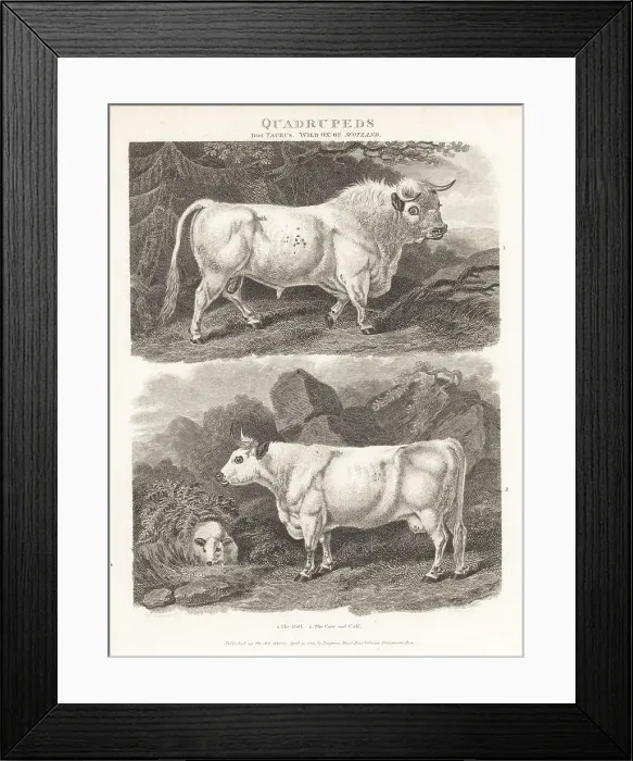 Framed Print : Wild ox of Scotland, bull, cow and calf, Bos taurus Framed Print : Wild ox of Scotland, bull, cow and calf, Bos taurus