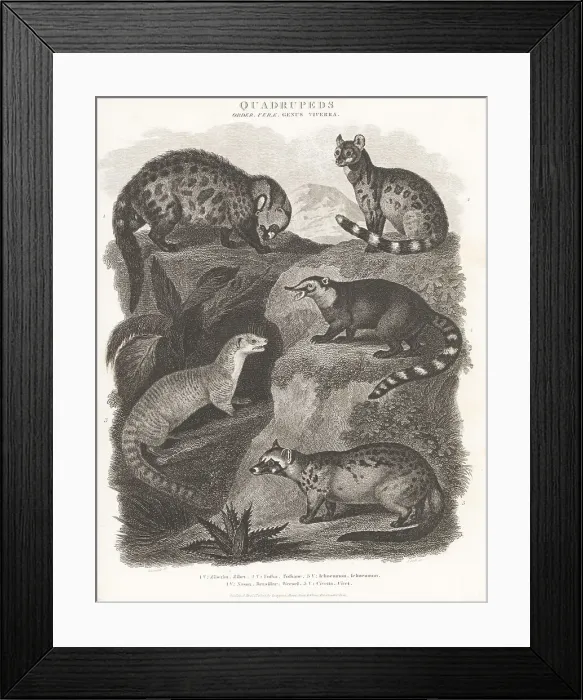 Framed Print : Species of civet, mongoose, and coati Framed Print : Species of civet, mongoose, and coati