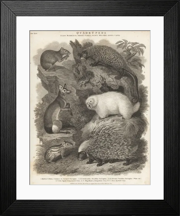 Framed Print : Species of porcupines and rodents Framed Print : Species of porcupines and rodents
