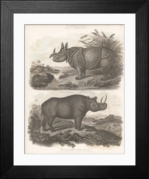 Framed Print : Indian rhino and critically endangered black rhino Framed Print : Indian rhino and critically endangered black rhino