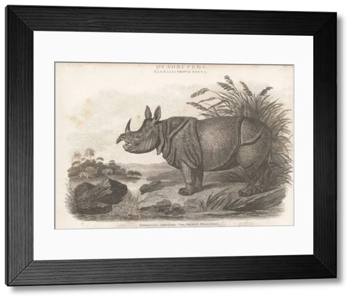 Framed Print : Indian rhino, Rhinoceros unicornis 1
