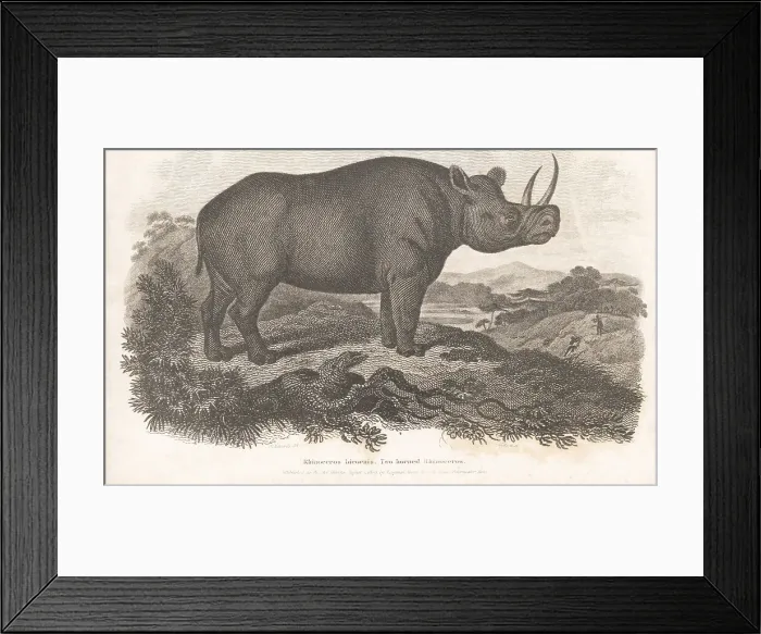 Framed Print : Critically endangered black rhino, Diceros bicornis 2 Framed Print : Critically endangered black rhino, Diceros bicornis 2