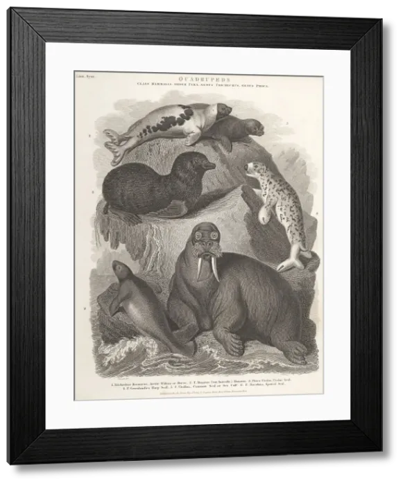 Framed Print : Species of walrus, manatee and seals Framed Print : Species of walrus, manatee and seals