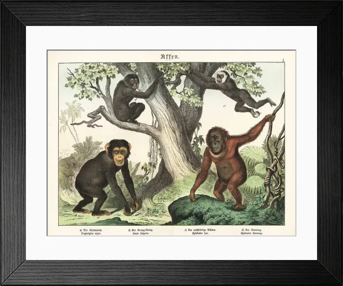 Framed Print : Chimpanzee, orangutan, gibbon and siamang Framed Print : Chimpanzee, orangutan, gibbon and siamang