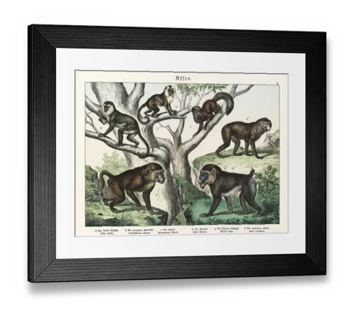 Framed Print : Capuchin, mandrill and other apes Framed Print : Capuchin, mandrill and other apes