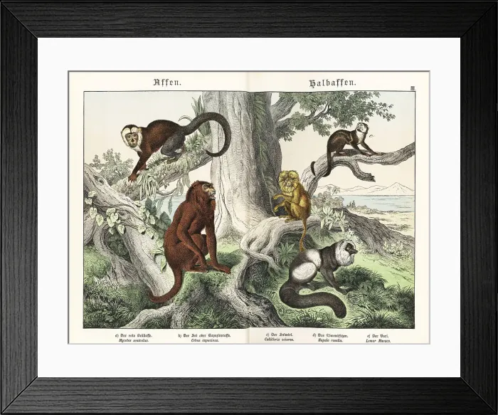 Framed Print : Howler, capuchin, tamarin and lemur Framed Print : Howler, capuchin, tamarin and lemur