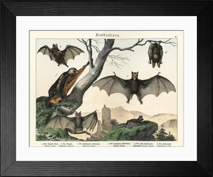 Framed Print : Bats and flying foxes Framed Print : Bats and flying foxes