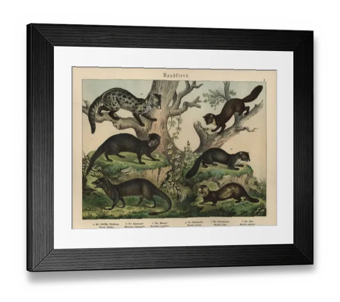 Framed Print : Chromolithograph from Gotthilf Heinrich von Schubert's Natural History of Animal Kingdoms for School and Home Framed Print : Chromolithograph from Gotthilf Heinrich von Schubert's Natural History of Animal Kingdoms for School and Home