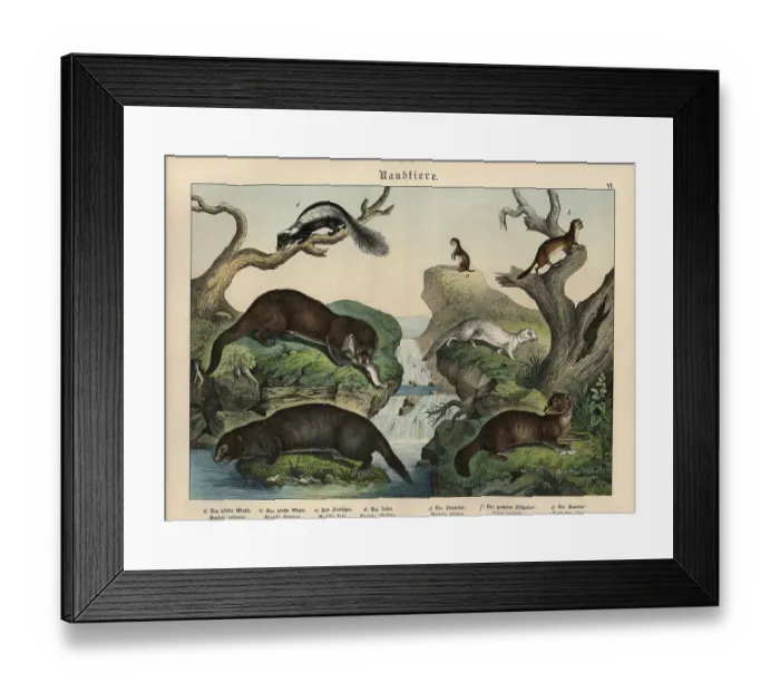 Framed Print : Chromolithograph from Gotthilf Heinrich von Schubert's Natural History of Animal Kingdoms for School and Home Framed Print : Chromolithograph from Gotthilf Heinrich von Schubert's Natural History of Animal Kingdoms for School and Home