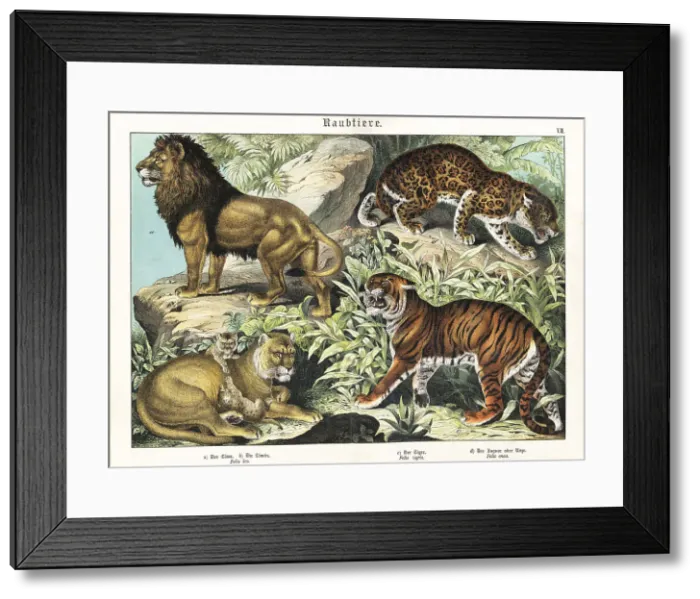 Framed Print : Lions, tiger and jaguar Framed Print : Lions, tiger and jaguar