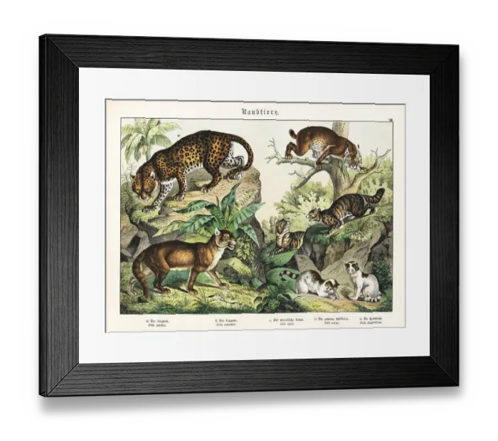 Framed Print : Leopard, cougar, lynx and cats Framed Print : Leopard, cougar, lynx and cats
