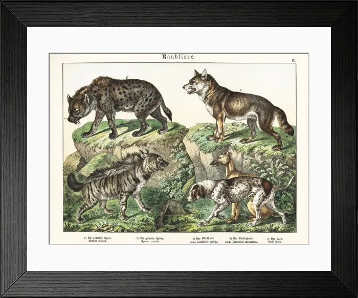 Framed Print : Hyaenas, sighthound, pointer and wolf Framed Print : Hyaenas, sighthound, pointer and wolf