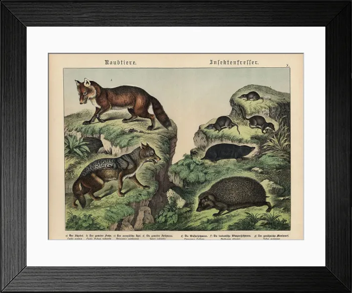 Framed Print : Chromolithograph from Gotthilf Heinrich von Schubert's Natural History of Animal Kingdoms for School and Home Framed Print : Chromolithograph from Gotthilf Heinrich von Schubert's Natural History of Animal Kingdoms for School and Home