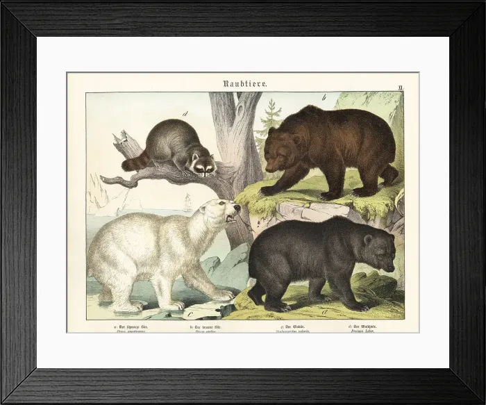 Framed Print : Bears and raccoon Framed Print : Bears and raccoon