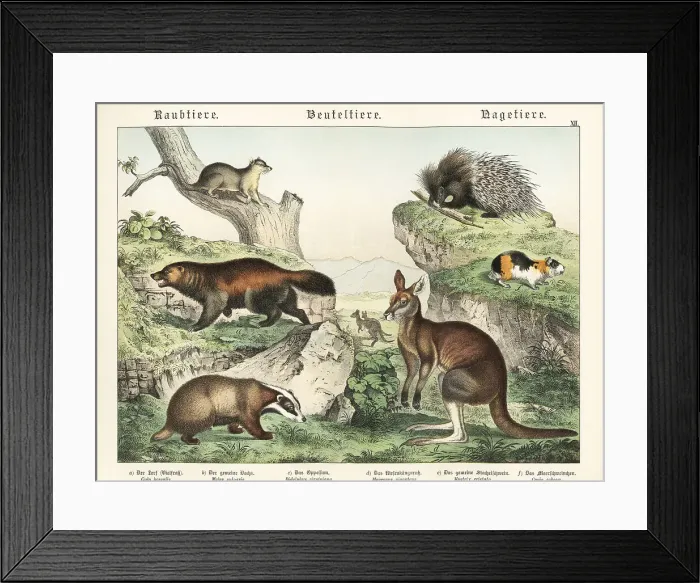 Framed Print : Wolverine, badger, opossum, kangaroo, porcupine and guinea pig Framed Print : Wolverine, badger, opossum, kangaroo, porcupine and guinea pig
